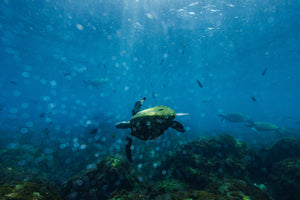 Perfectly Imperfect | Wildlife Collection