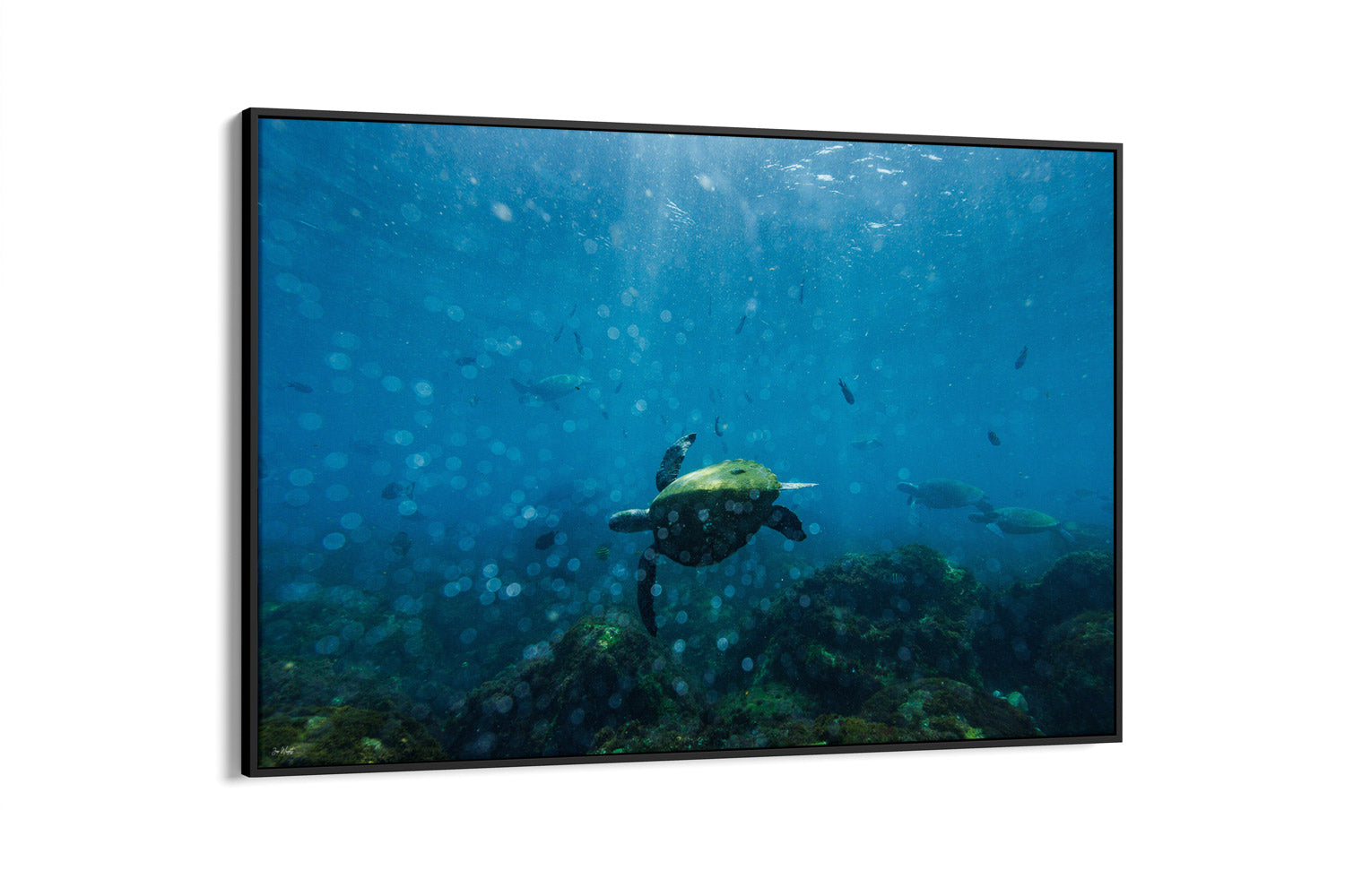 Perfectly Imperfect | Wildlife Collection