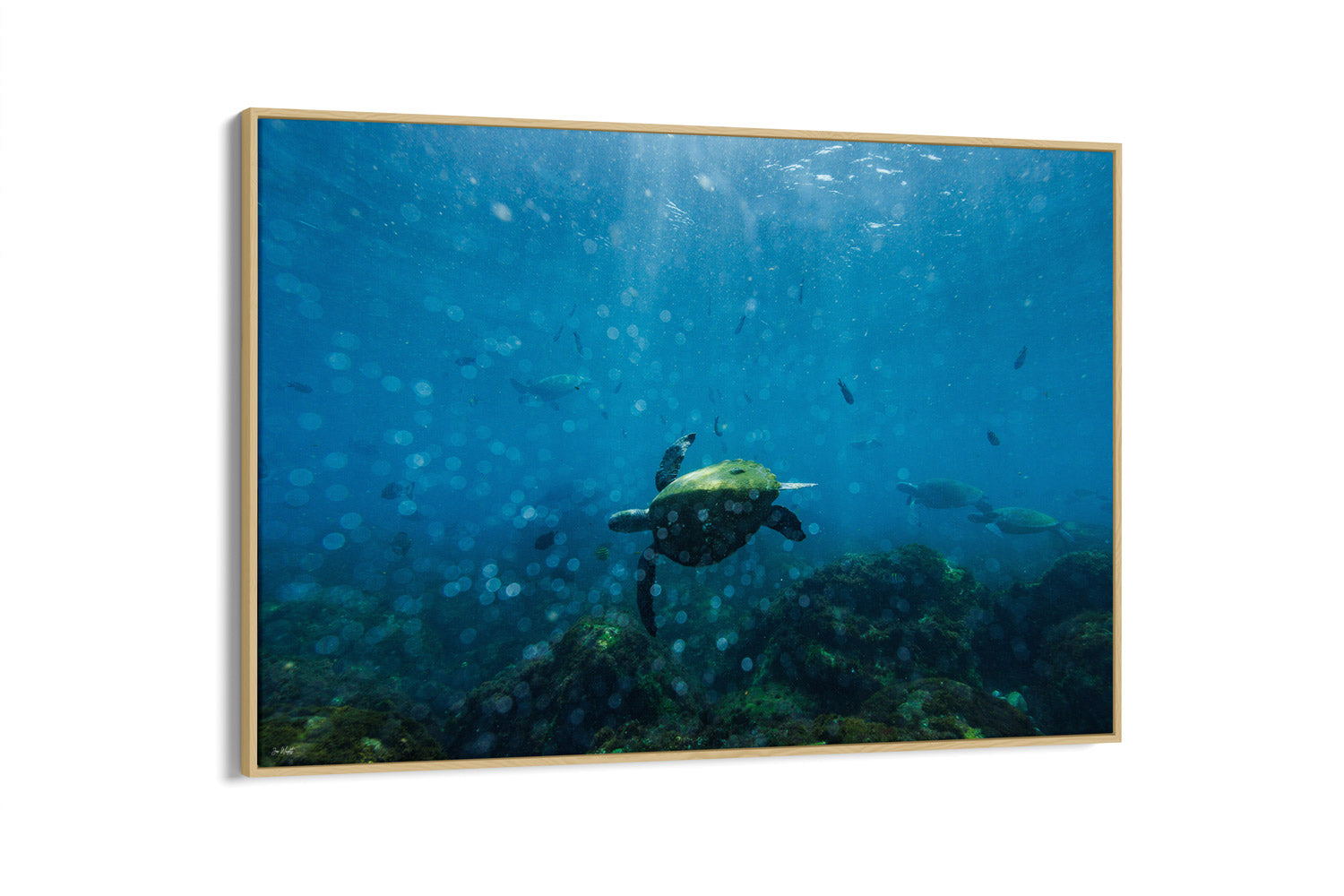Perfectly Imperfect | Wildlife Collection