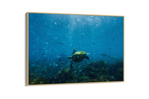 Perfectly Imperfect | Wildlife Collection