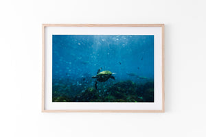 Perfectly Imperfect | Wildlife Collection