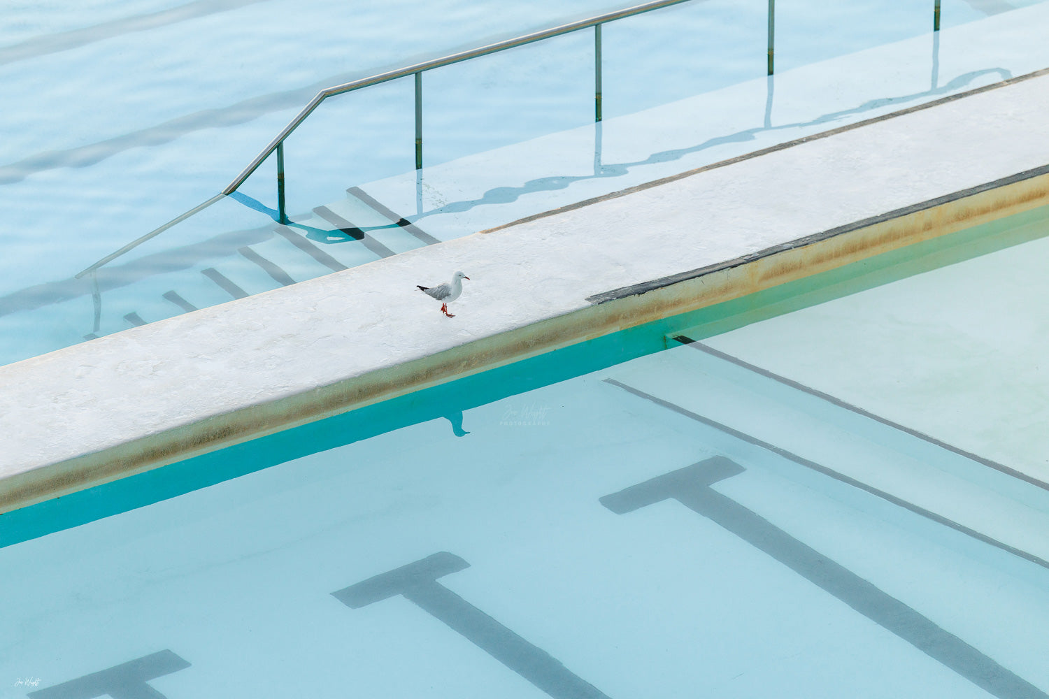 Seagull Reflection - Bondi - NSW, Australia