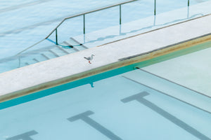 Seagull Reflection - Bondi - NSW, Australia