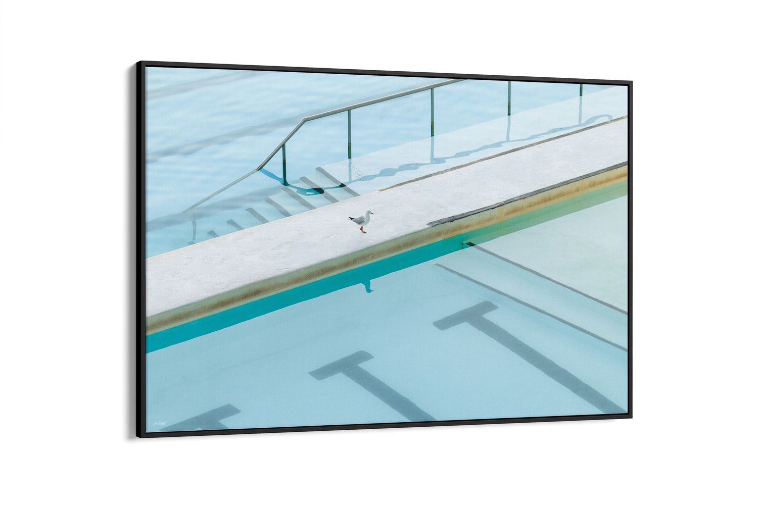 Seagull Reflection - Bondi - NSW, Australia