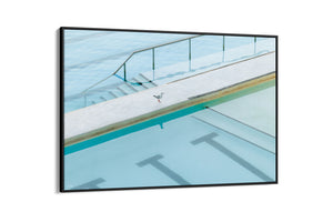 Seagull Reflection - Bondi - NSW, Australia