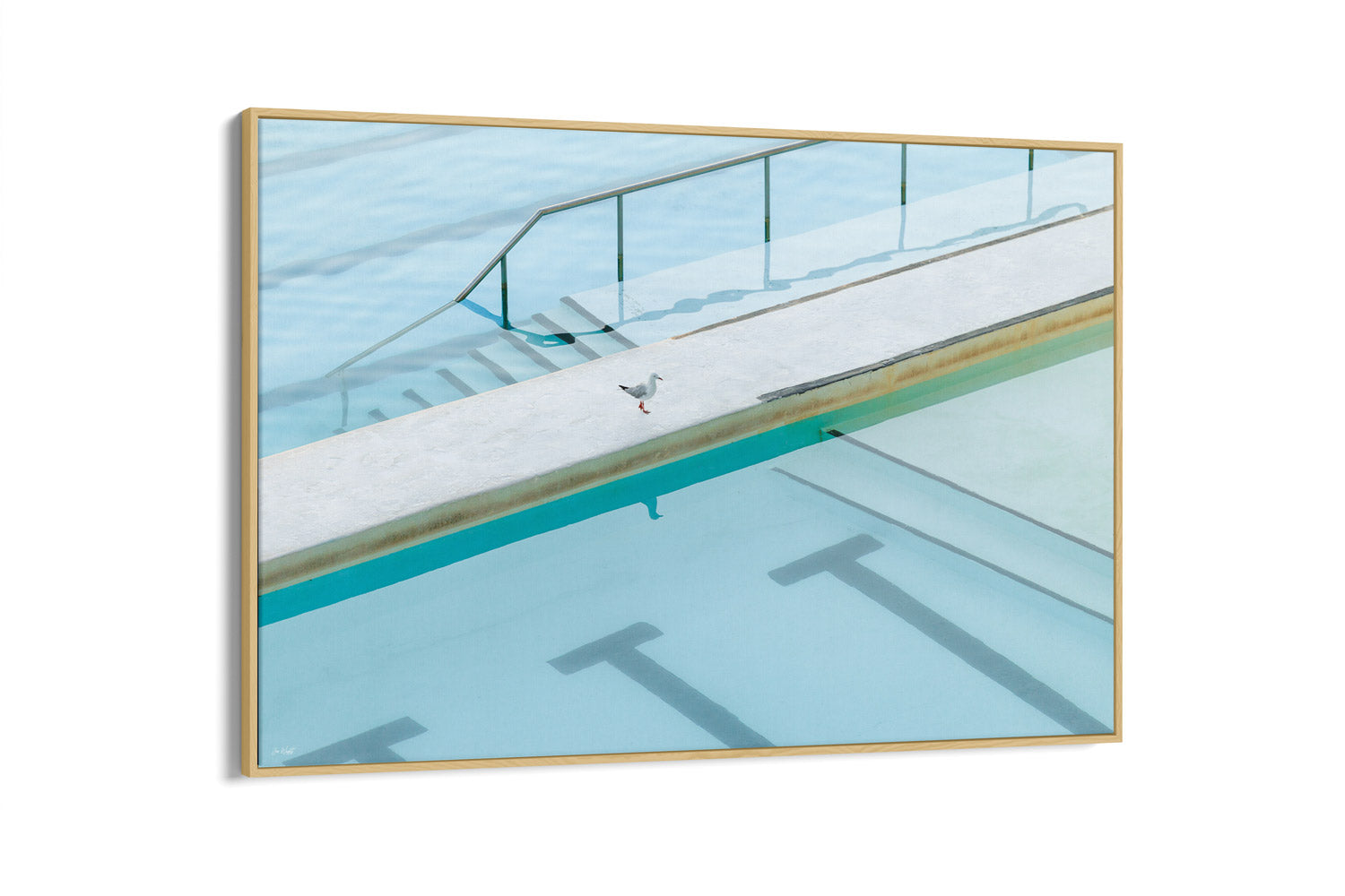 Seagull Reflection - Bondi - NSW, Australia