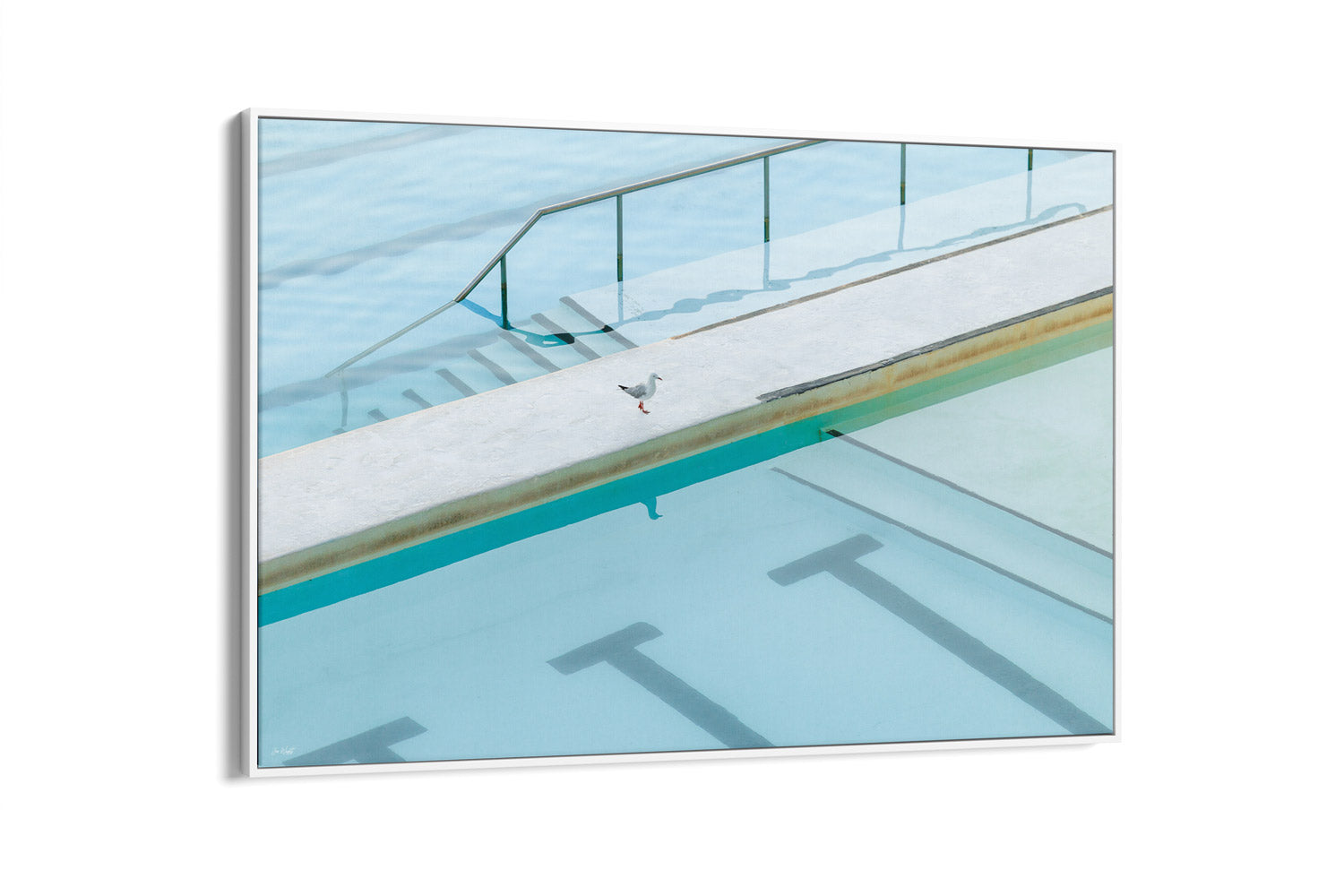 Seagull Reflection - Bondi - NSW, Australia