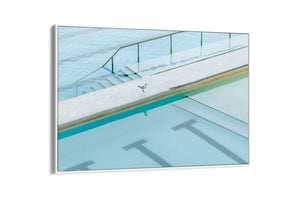 Seagull Reflection - Bondi - NSW, Australia