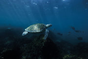 Turtle LIfe | Wildlife Collection