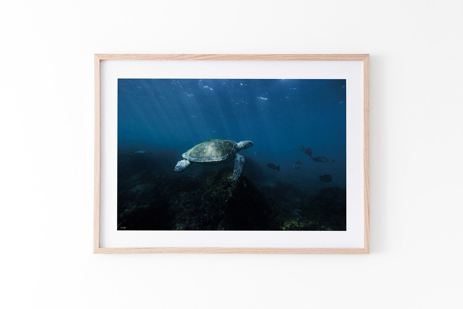 Turtle LIfe | Wildlife Collection