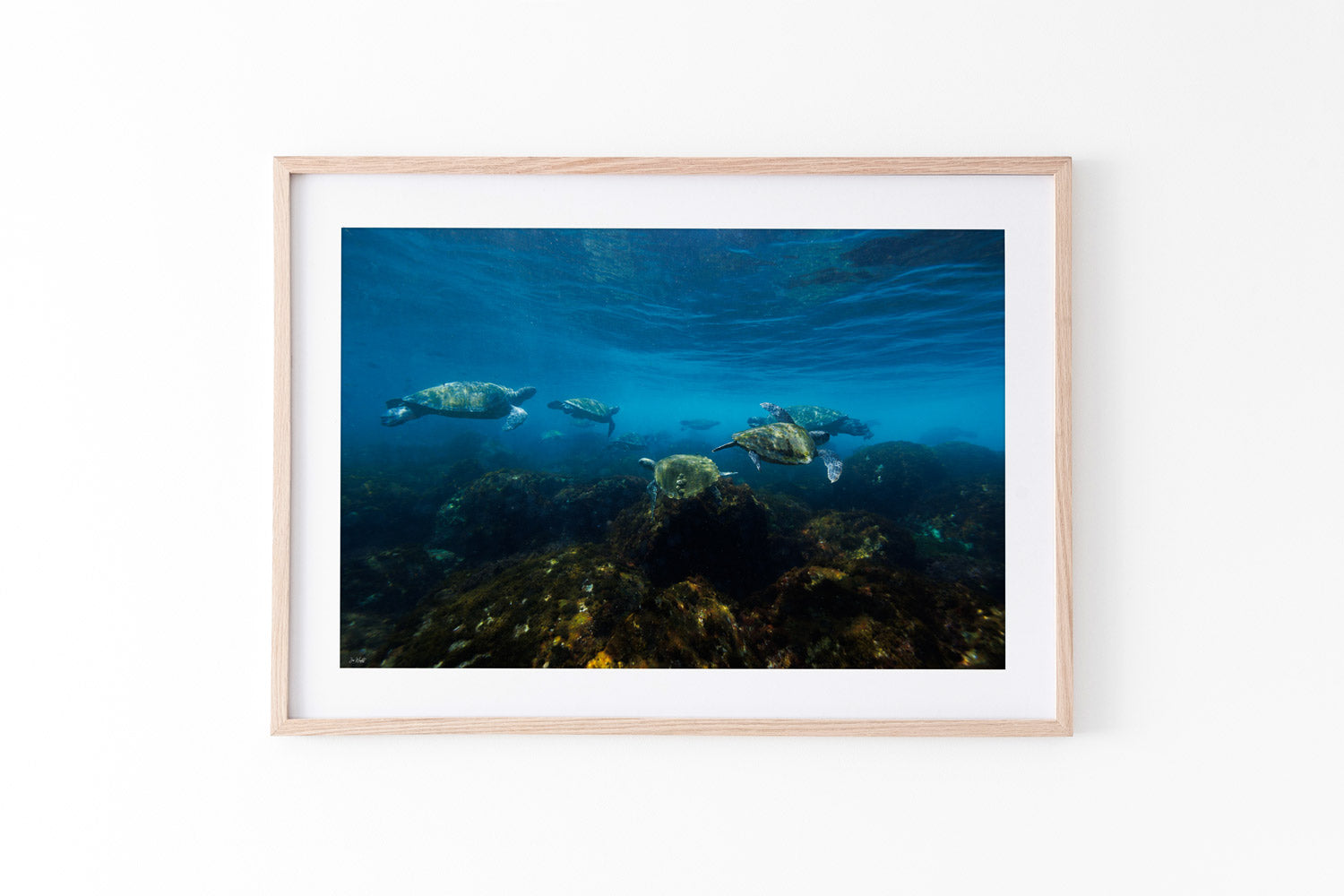 Turtle Traffic | Wildlife Collection