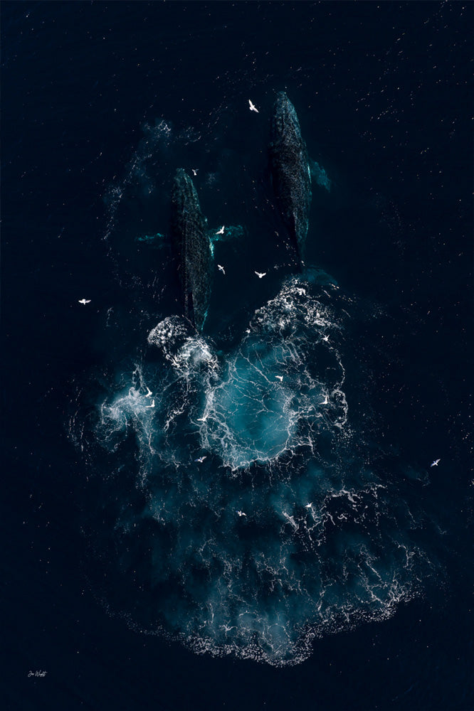 Whale Art | Wildlife Collection