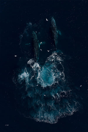 Whale Art | Wildlife Collection