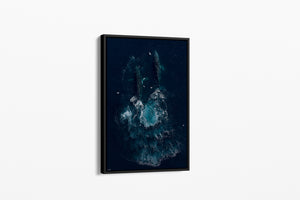 Whale Art | Wildlife Collection