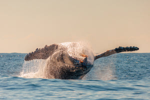 Whale Flip - Gold Coast, Australia