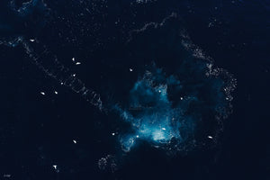 Whale Guitar | Wildlife Collection