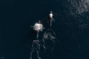 Whale Print 2 | Wildlife Collection