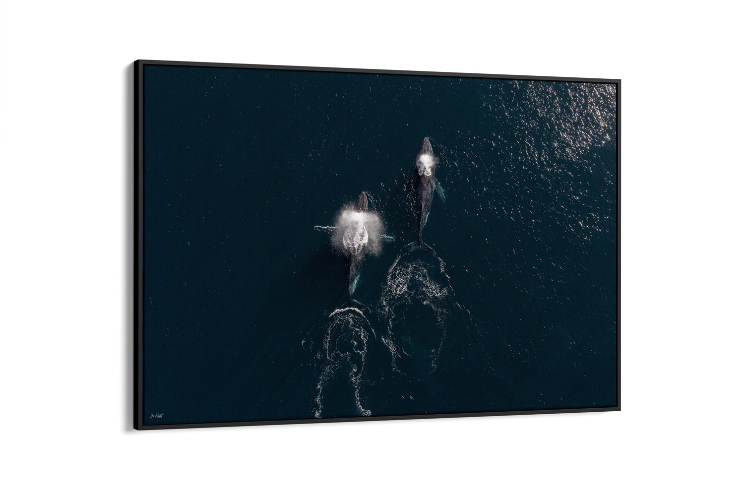 Whale Print 2 | Wildlife Collection