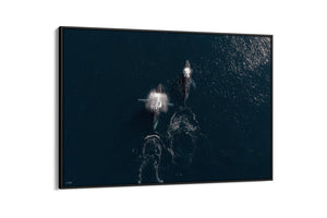 Whale Print 2 | Wildlife Collection