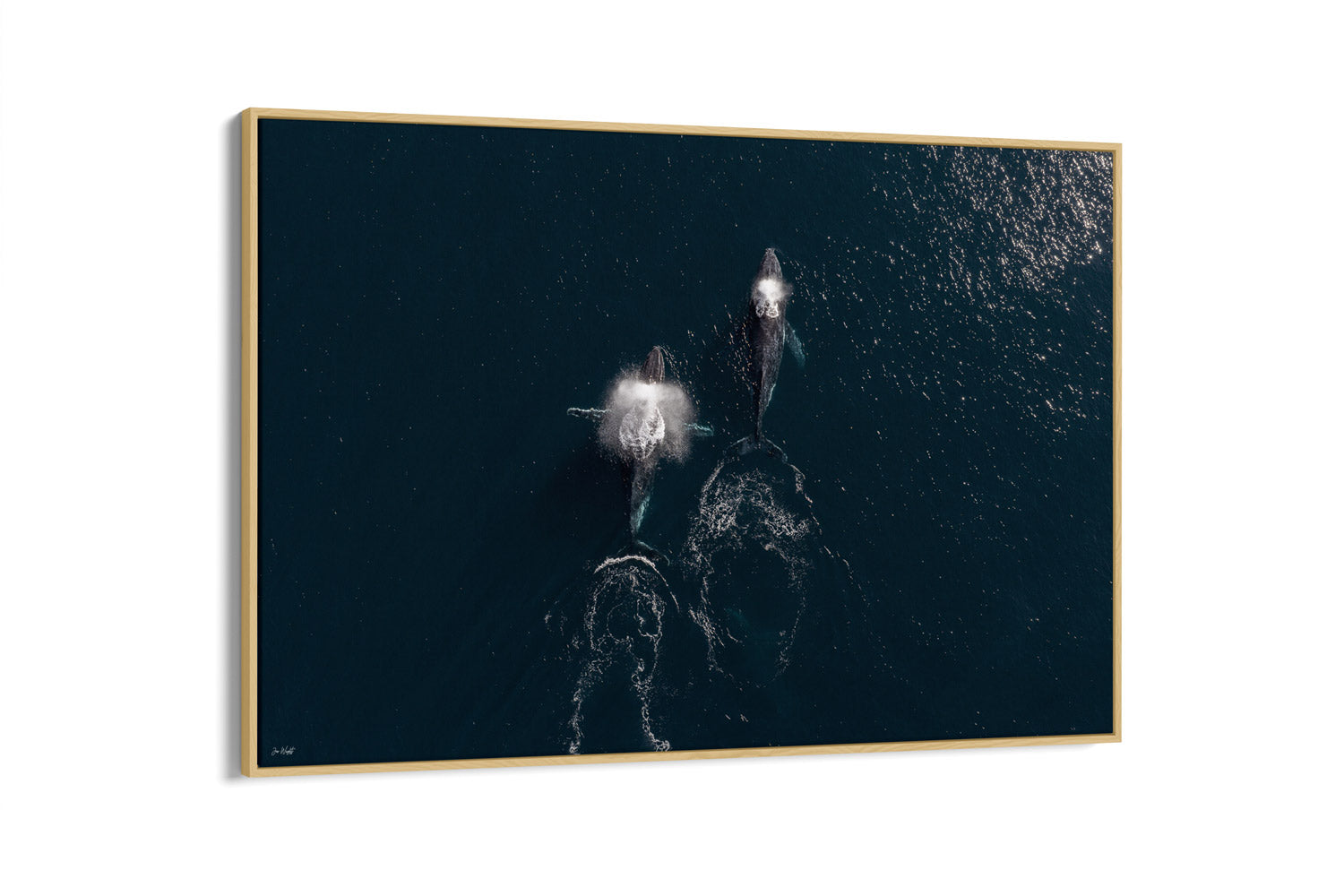 Whale Print 2 | Wildlife Collection