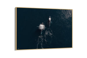 Whale Print 2 | Wildlife Collection