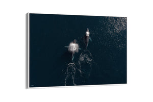 Whale Print 2 | Wildlife Collection