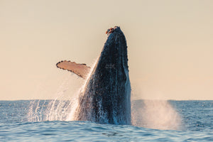 Whale Photo Breach humpback