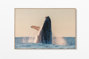 Whale Photo Print On Canvas oak