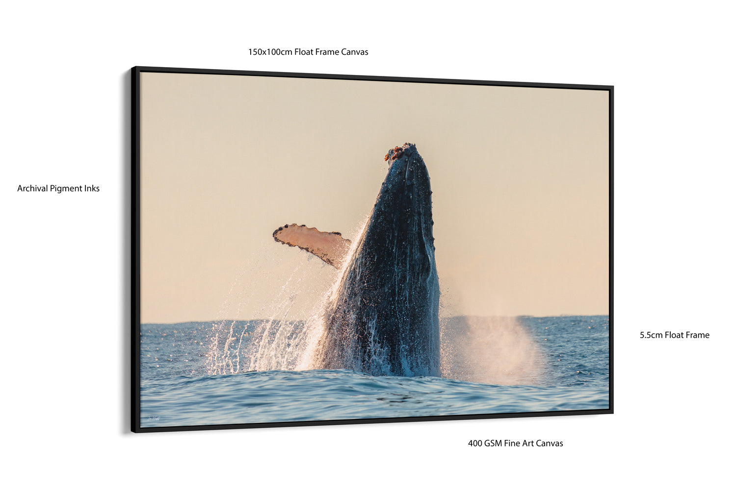 Whale Photo Canvas Black Float Frame