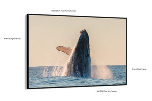 Whale Photo Canvas Black Float Frame