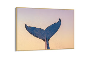 Whale Love - Gold Coast, Australia