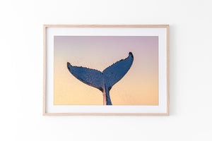 Whale Love - Gold Coast, Australia