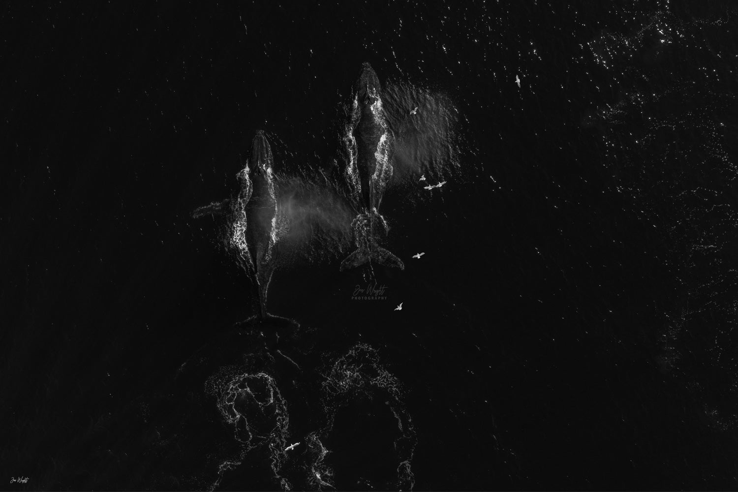 Monochrome drone photograph capturing migrating humpback whales and seabirds off the Gold Coast coastline.