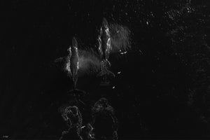 Monochrome drone photograph capturing migrating humpback whales and seabirds off the Gold Coast coastline.