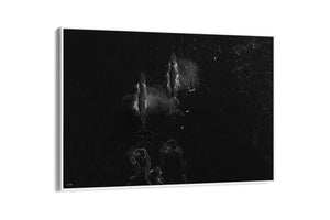 Migration | Wildlife Collection