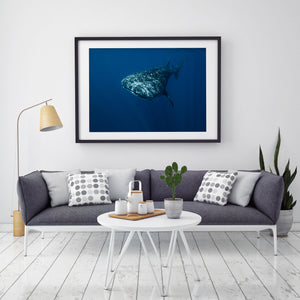 Whale Shark Wall Art in Black Frame