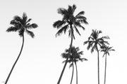 6 Palms | Life's A Beach Collection