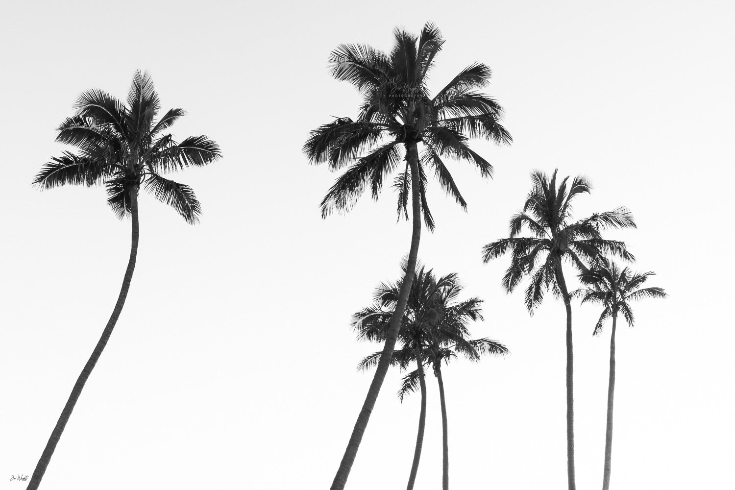 6 Palms | Life's A Beach Collection