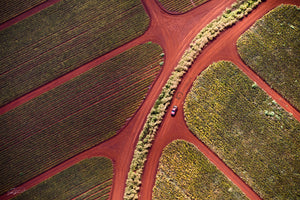 Pineapple Farm - Hawaii, Oahu