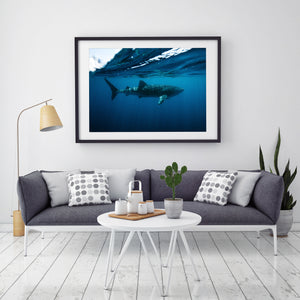 Whale Shark Fine Art Print in black frame on wall