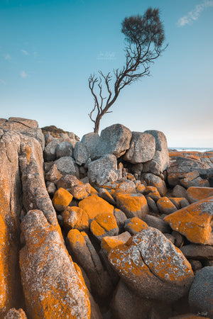 Bay Of Fires - Tasmania Australia