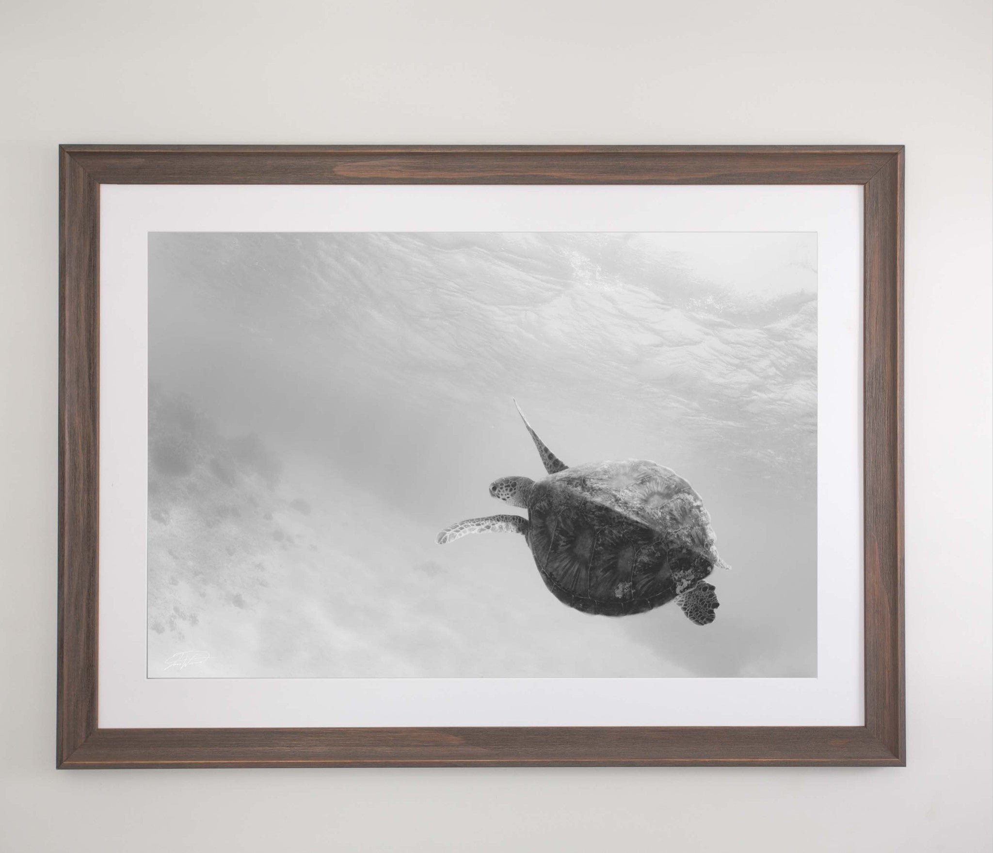 Green Turtle - Black and white