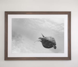 Green Turtle - Black and white