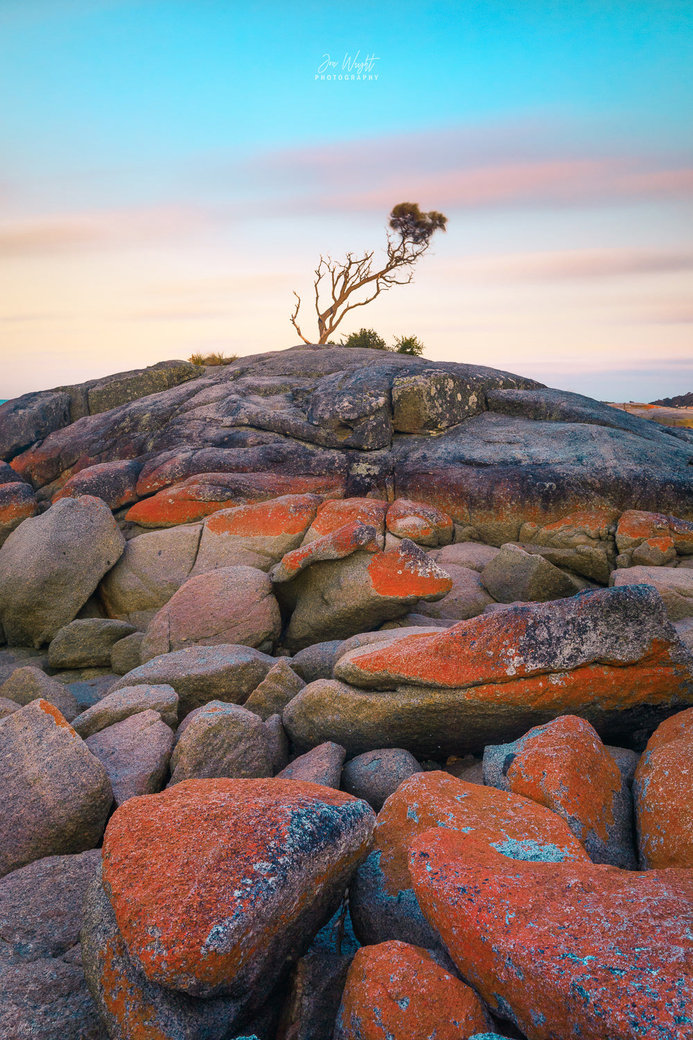 Binalong Bay Tree Fine Art Print