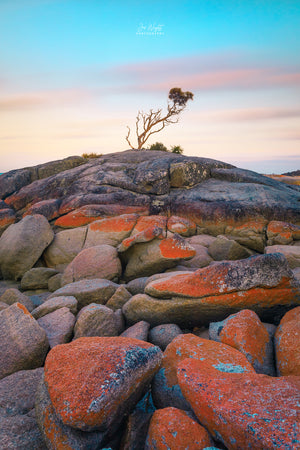 Binalong Bay Tree Fine Art Print