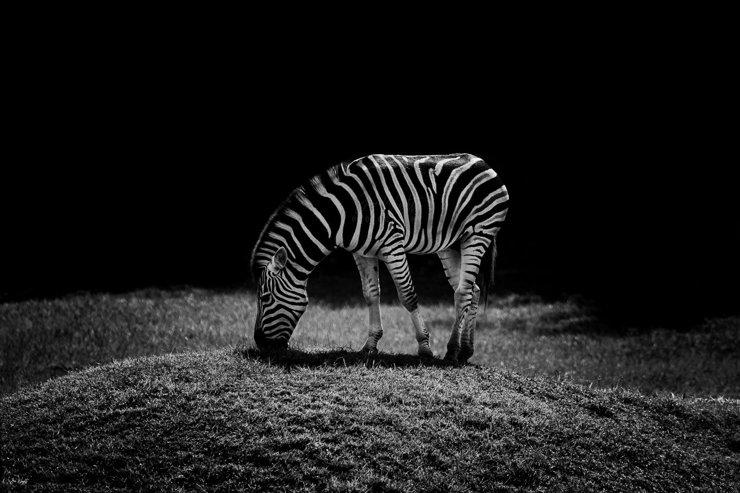 Black and white Zebra Print