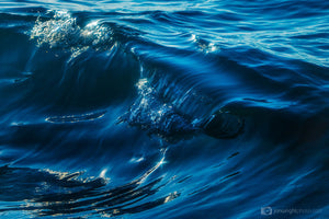 Blue Crush | Ocean Art