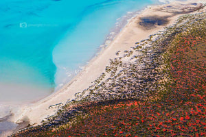 Blue Vs Red - Shark Bay. Western Australia