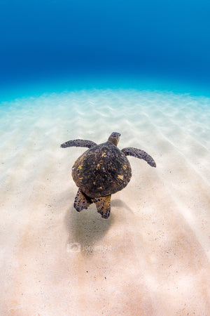 Turtle Cruising - Waimea Bay, Oahu. Hawaii