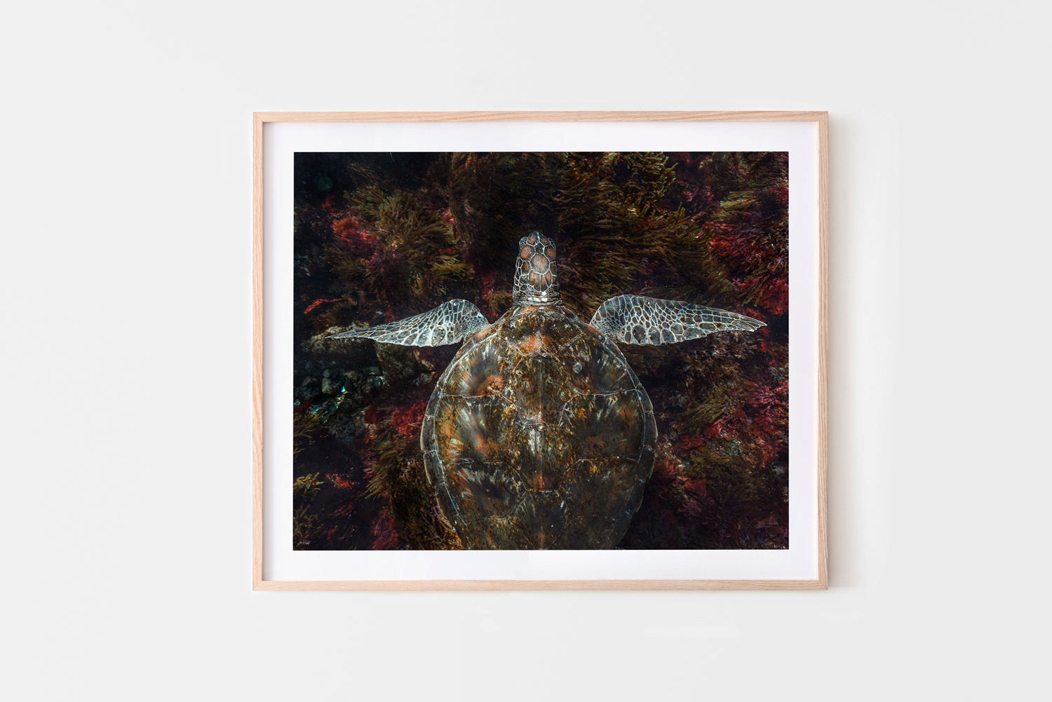 Camo Turtle | Wildlife Collection